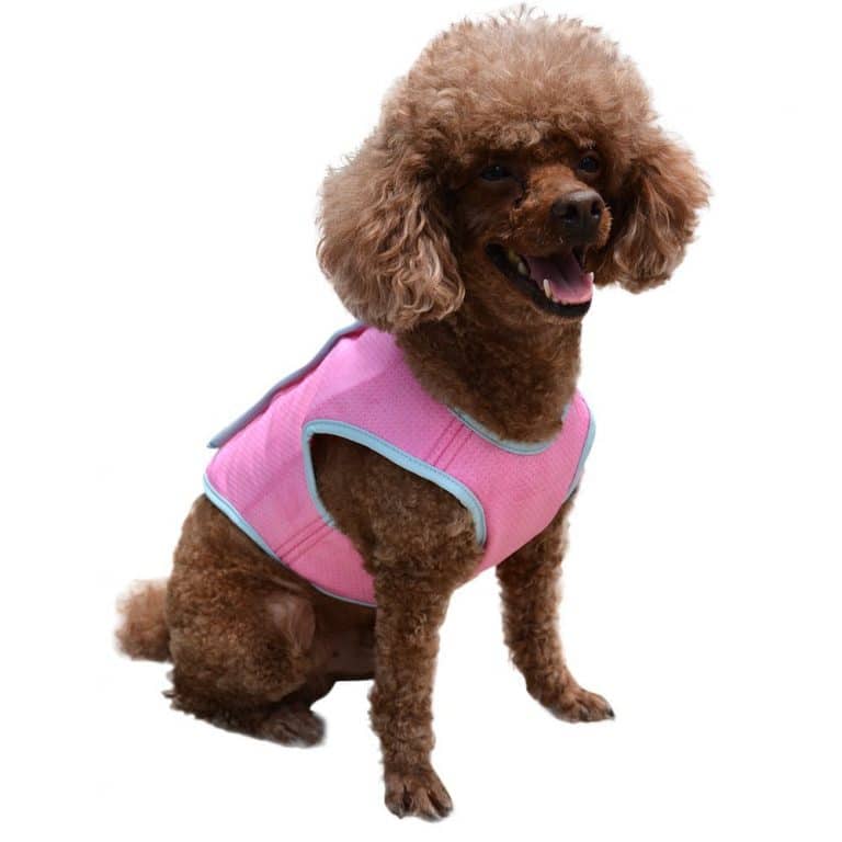 The Best Dog Cooling Vests in 2019